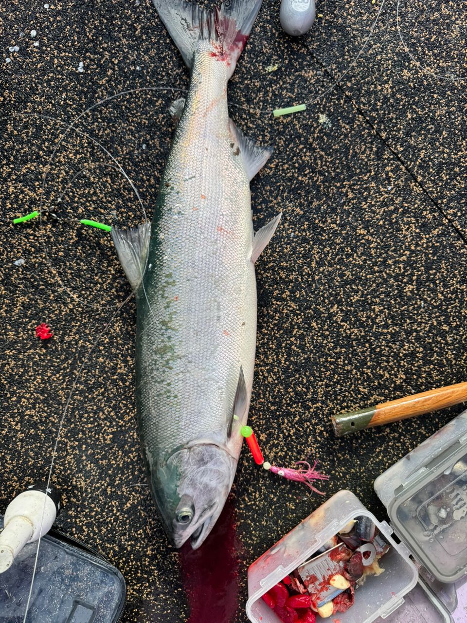 kunchanさんの釣果 3枚目の画像