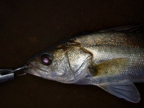 セイゴ（マルスズキ）の釣果