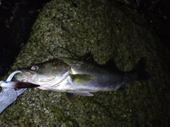 シーバスの釣果