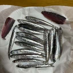 カタクチイワシ