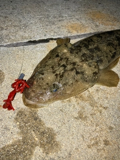 マゴチの釣果