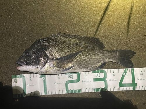 チヌの釣果
