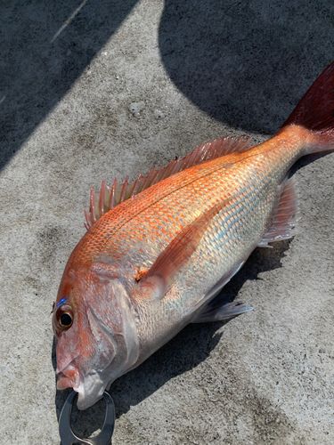 タイの釣果