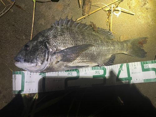 チヌの釣果
