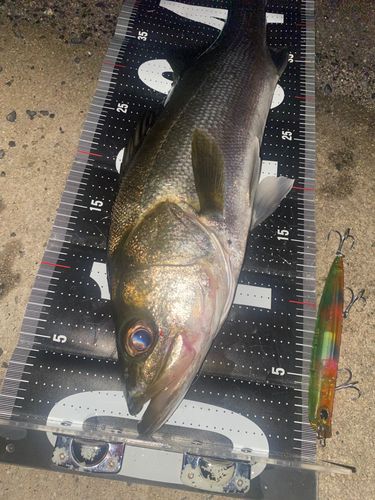 シーバスの釣果