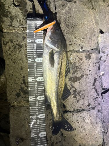 シーバスの釣果