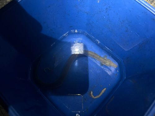 ウナギの釣果