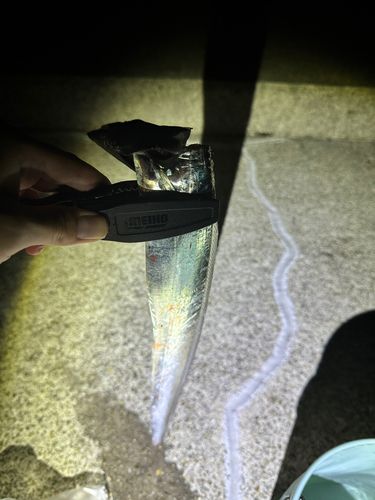 タチウオの釣果