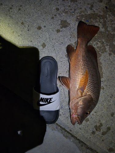 ゴマフエダイの釣果