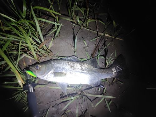 フッコ（マルスズキ）の釣果