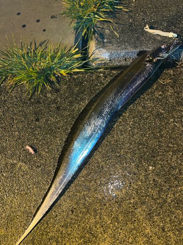 駿河湾