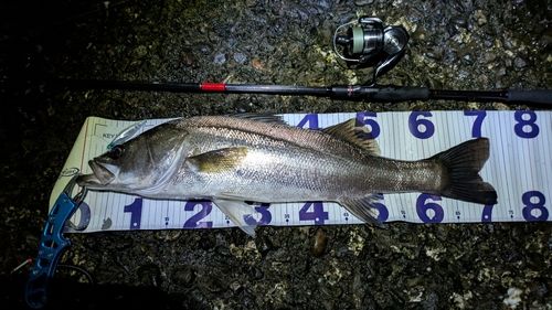 マルスズキの釣果