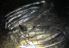 タチウオの釣果