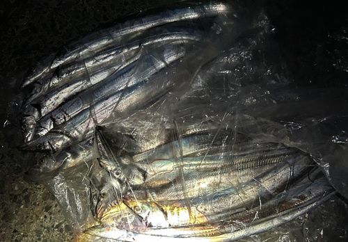 タチウオの釣果