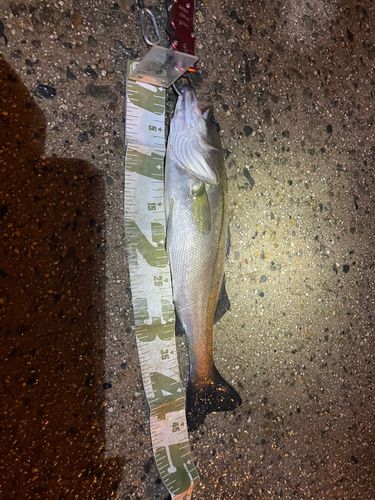 フッコ（マルスズキ）の釣果