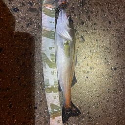 フッコ（マルスズキ）