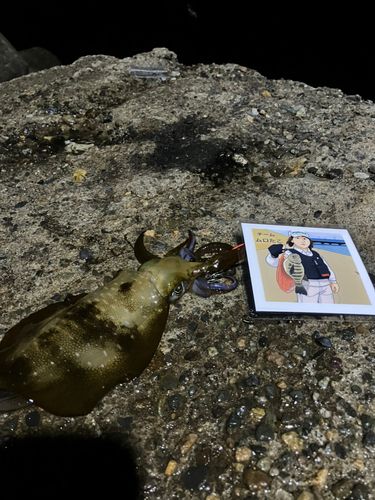 アオリイカの釣果