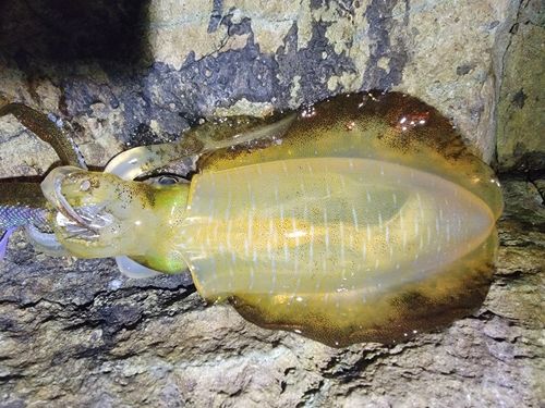 男鹿半島