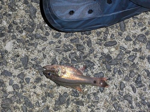 ネンブツダイの釣果