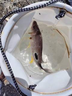 クロホシフエダイの釣果