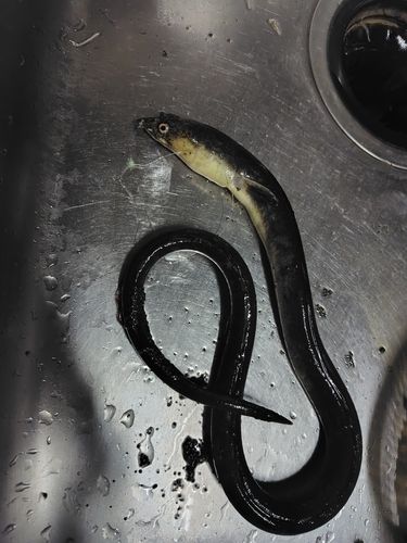 ホタテウミヘビの釣果