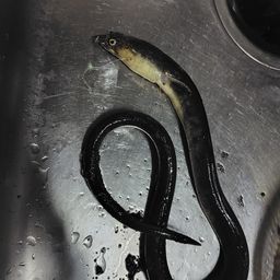 ホタテウミヘビ