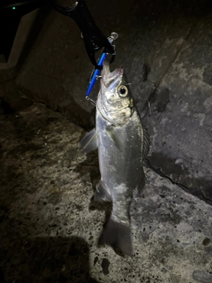 スズキの釣果