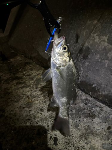 牛深湾