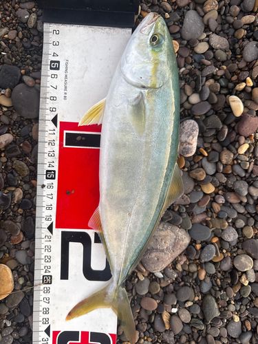 ワカシの釣果