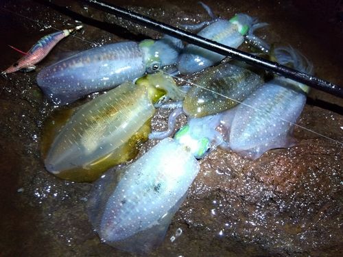 アオリイカの釣果