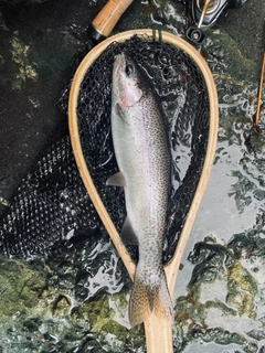 ニジマスの釣果