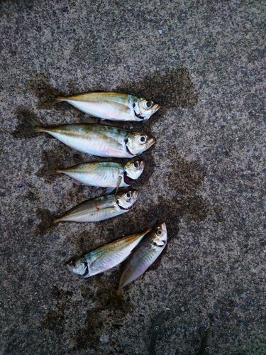 アジの釣果