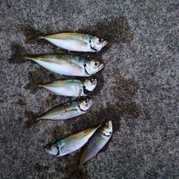 アジ