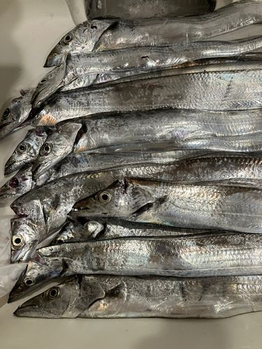 タチウオの釣果