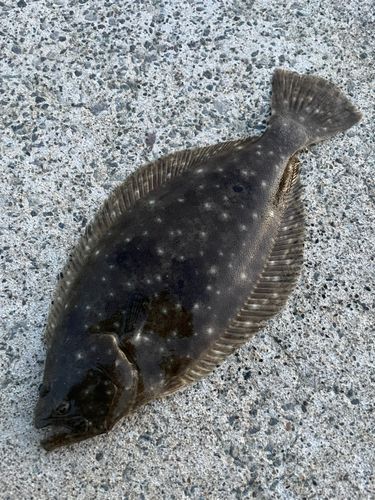 ヒラメの釣果