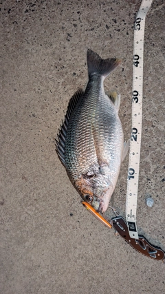 キビレの釣果