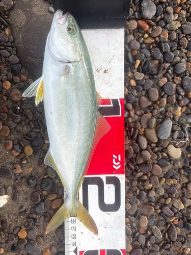 ワカシの釣果