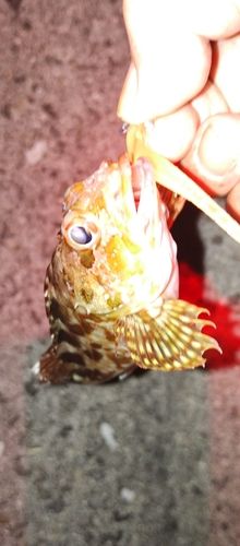 カサゴの釣果