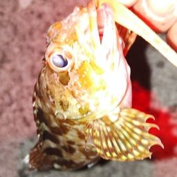 カサゴ