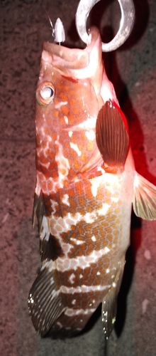 アコウの釣果