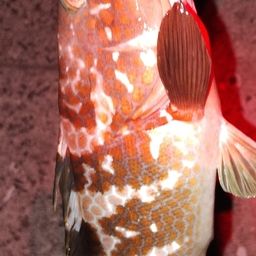 アコウ