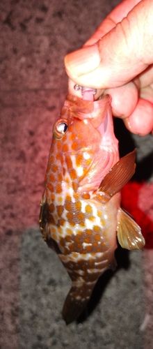 アコウの釣果