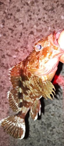 カサゴの釣果