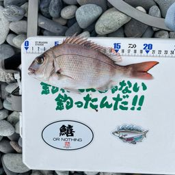 マダイ