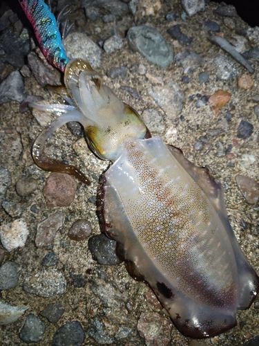 アオリイカの釣果