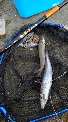 シロギスの釣果