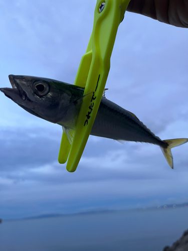 サバの釣果