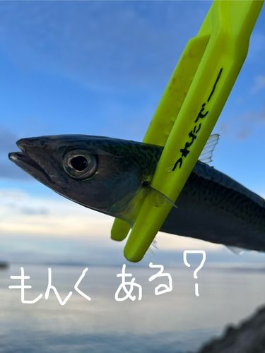 サバの釣果