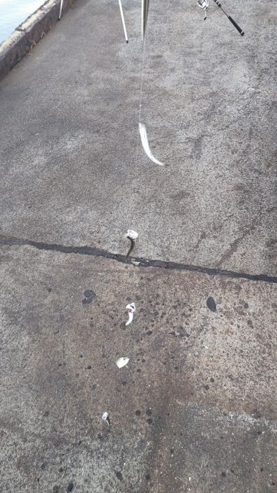 カタクチイワシ