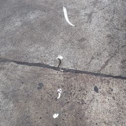 カタクチイワシ